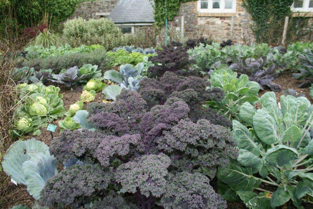 Guide to Growing Brassica Vegetables: Maximizing Your Crop Yield