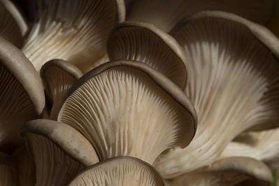 5 Top Edible Mushrooms You Can Easily Grow in Your Backyard