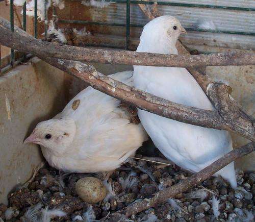 6 Steps to Raising Quail for Delicious Eggs