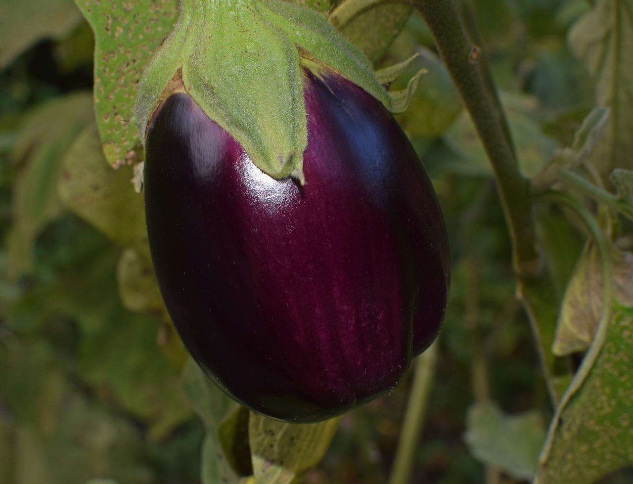 Eggplant Cultivation: Tips for Growing Eggplant in Your Garden