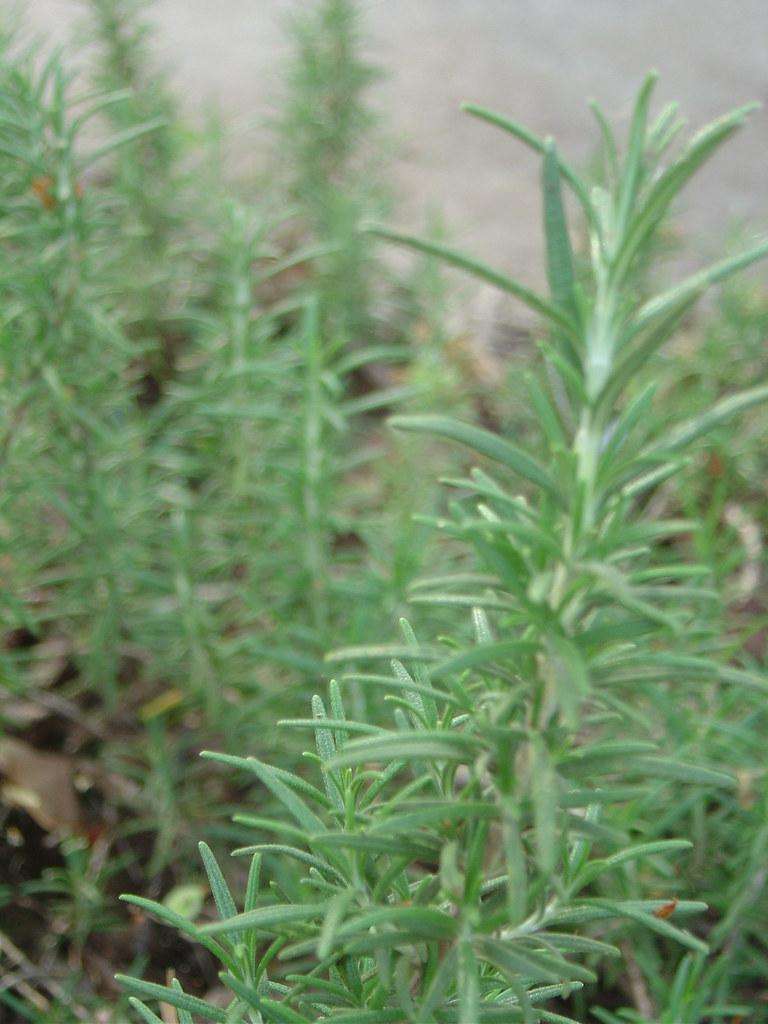 How to Grow Rosemary Indoors