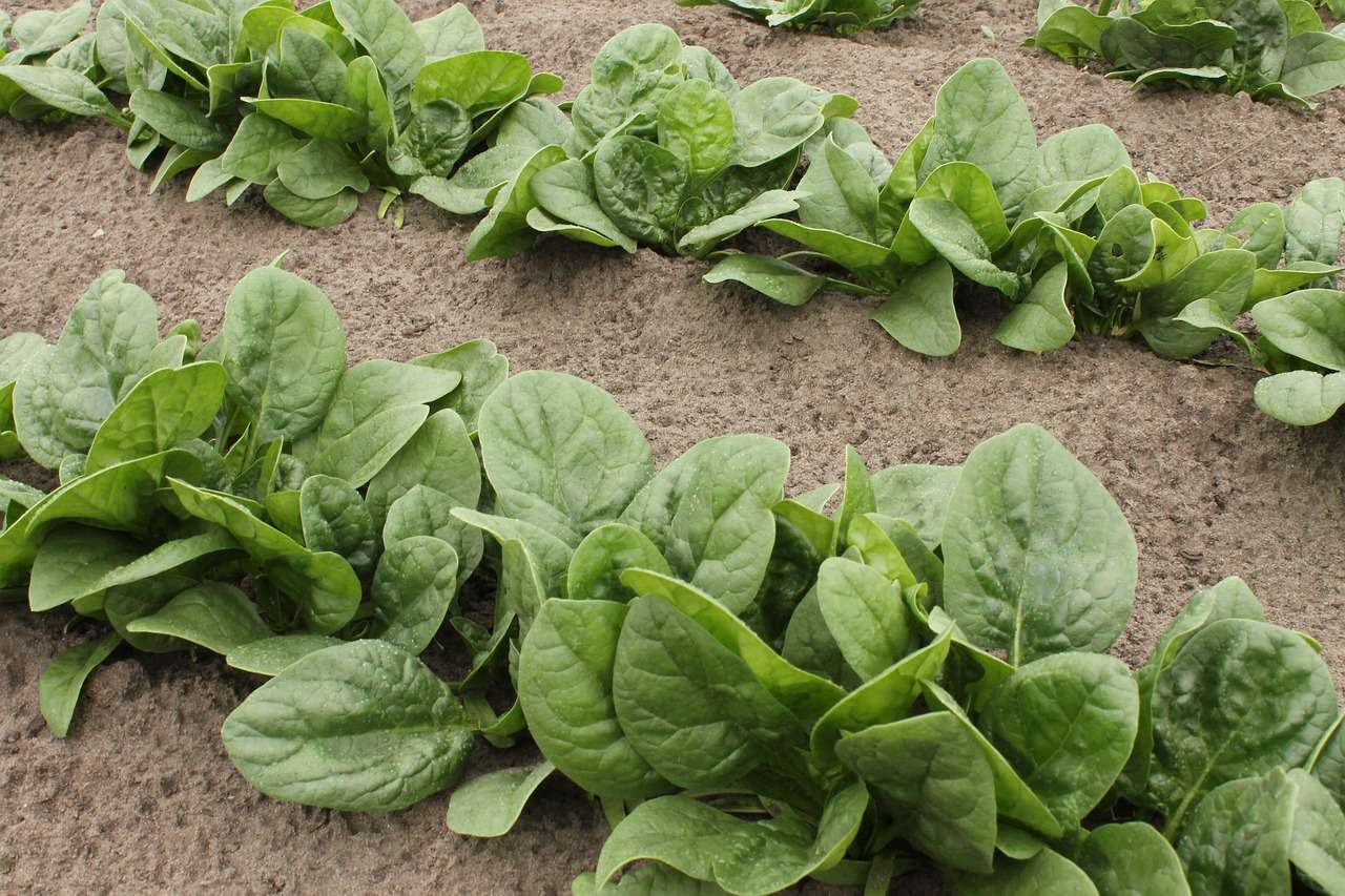 How to Grow Spinach Step-by-Step Guide for Best Garden Greens