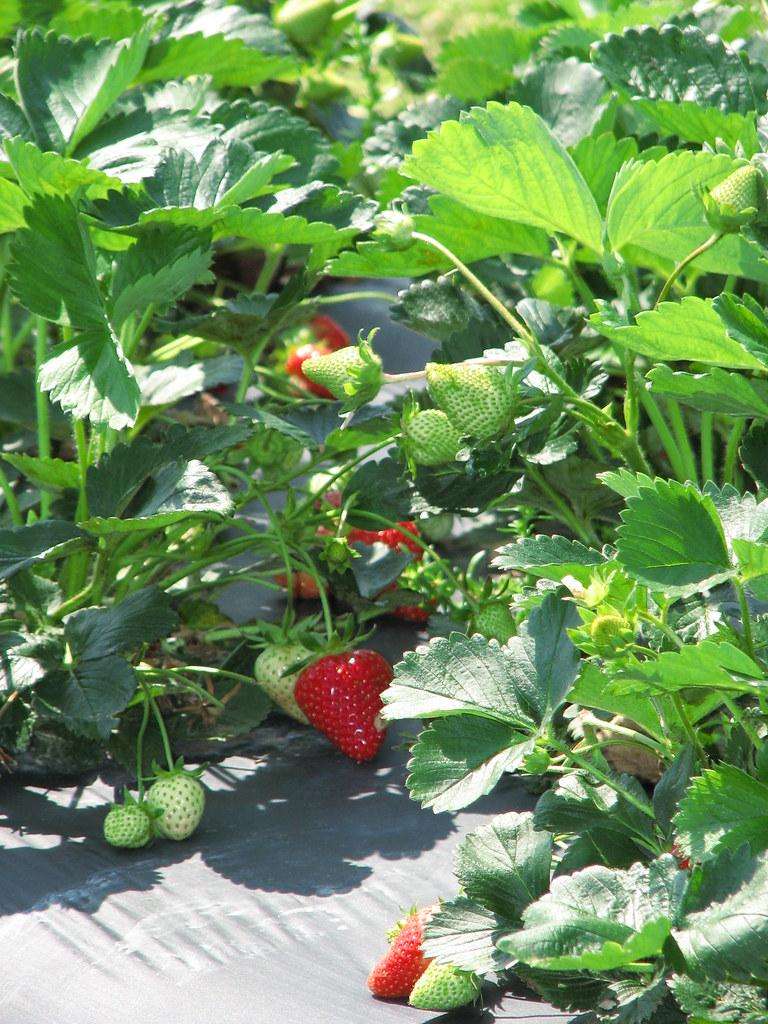 Growing and Harvesting Delicious Strawberries in Your Garden