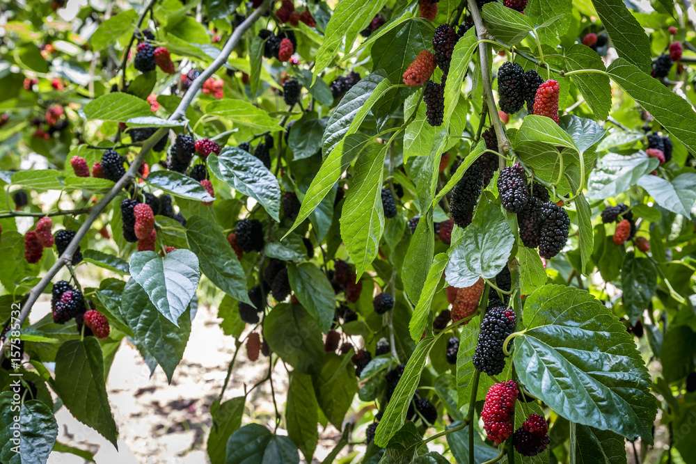 The fruit of black mulberry