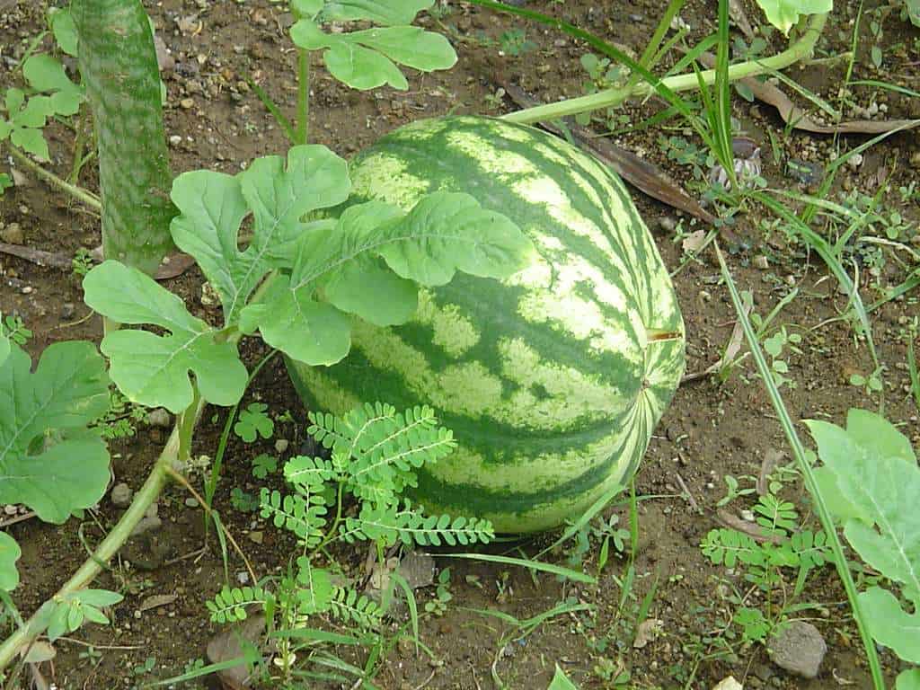 Mastering the Art of Growing the Best Watermelon Tips and Tricks