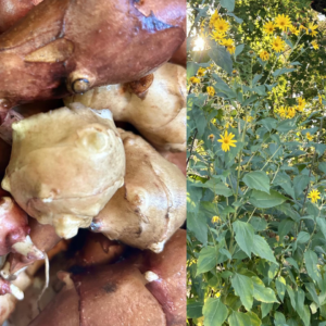 1 Jerusalem Artichoke Tubers – Choose Red Fuseau or White Mammoth Sunchoke Tubers