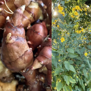 15 Red Fuseau Sunchoke Tubers for Planting – Jerusalem Artichoke Tubers for Food Forest or Garden