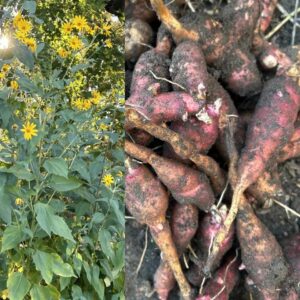 55 Red Fuseau Sunchoke Tubers – Bulk Jerusalem Artichoke Seed for Food Forest & Homestead Growing