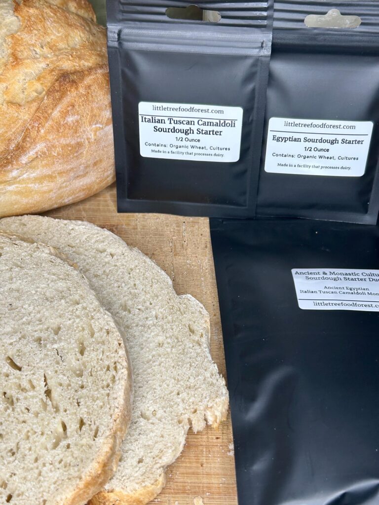 Ancient & Monastic Cultures Sourdough Starter Duo | Egyptian and Tuscan Camaldoli Monastery