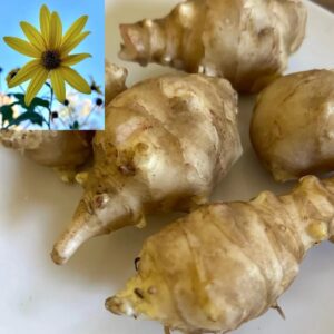55 White Mammoth Sunchoke Tubers – Bulk Jerusalem Artichoke Seed for Food Forest & Homestead